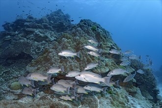 Swarm Russel's snapper (Lutjanus russellii) swimming over coral reef