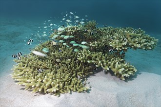 Small Acropora Coral (Acropora sp.) with various small fish