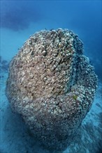 Large hard coral (Goniopora pearsoni)