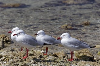 Silver gulls (Larus novaehollandiae) at water