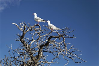 Silver gulls (Larus novaehollandiae) on dry tree