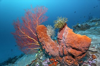 Coral reef with barrel sponge (Xestospongia sp.)