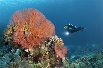 Diver observing coral