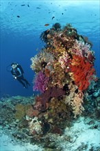Diver observing various corals