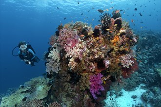 Diver observing various corals