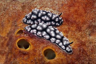 Two pustulose wart slugs (Phyllidiella pustular) on sponge