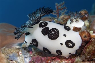 Two sea slugs (Jarunna funebris)