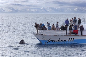 Group of tourists watching humpback whale (Megaptera novaeangliae) at the bow in front of a whale-watching boat