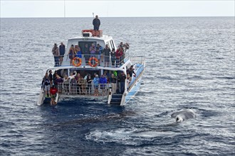 Group of tourists watching humpback whale (Megaptera novaeangliae) in the rear of a whale-watching boat