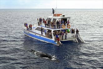 Group of tourists on a whale-watching boat