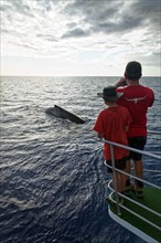 Man and boy on a boat watching humpback whale (Megaptera novaeangliae)