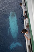 Touristsa on a whale-watching boat observing humpback whale (Megaptera novaeangliae)