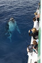 Tourists on a whale-watching boat observing humpback whale (Megaptera novaeangliae)
