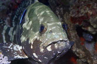 Camouflaged Grouper (Epinephelus polyphekadion)