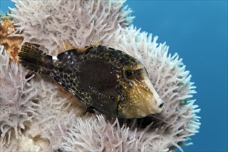 Undefined Filefish (Monacanthidae) on keratose sponge (Dysidea sp.)