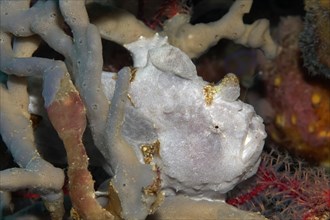Gray Frogfish (Antennarius sp.) hidden in the sponge