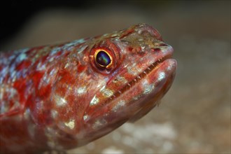 Variegated Lizardfish (Synodus variegatus)