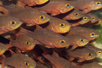 Crowded shoal of cardinalfishes (Apogon chrysotaenia)