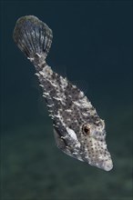Strap-Weed Filefish (Pseudomonacanthus macrurus)