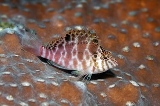 Coral hawkfish (Cirrhitichthys aprinus) sitting on stone coral
