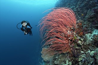 Diver viewing Red Gorgonian
