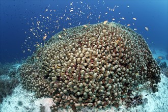 Shoal anthias (Pseudanthias sp.) swimming over Dome Coral (Porites nodifera)