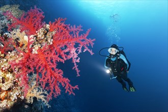 Diver with lamp looking at Klunzinger's Soft Corals (Dendronephthya klunzingeri) at steep wall of coral reef