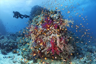 Diver at coral reef