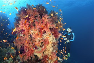 Diver looking at large coral block with dense vegetation from Klunzinger's Soft Corals (Dendronephthya klunzingeri) with Anthiasn (Anthiinae)