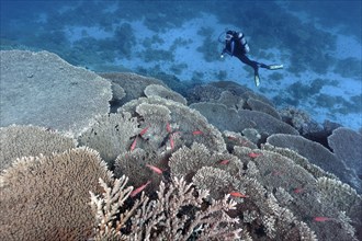 Diver looking at Coral Reef with Steinkoralle sp. (Acropora robusta) and Pinecone soldierfishes (Myripristis murdjan)