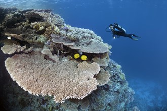 Diver viewing coral reef waste with Steinkoralle sp. (Acropora robusta)