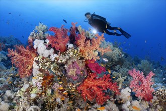 Diver with lamp looking at coral reef