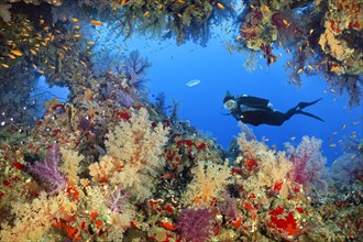 Diver observes breakthrough in coral reef
