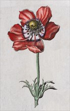 Anemone (Anemone)