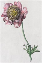 Anemone (Anemone)