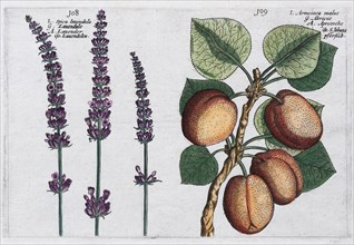 Lavender (Lavandula) and Apricot (Prunus armeniaca)