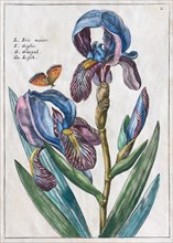 Irises (Iris)