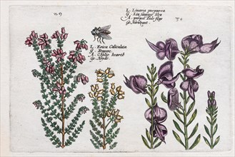 Heather (Calluna vulgaris)