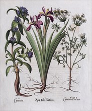 Stinking iris (Spatula foetida)