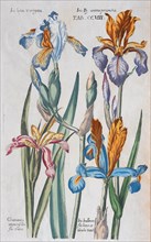 Plate with various irises (Iris)