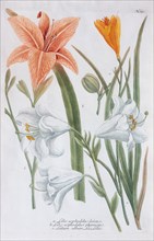 Lilies (Lilium)