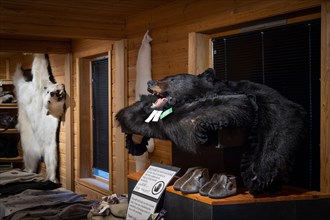 Polar bear and black bear fur