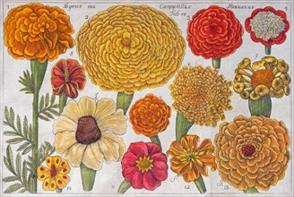 Various Marigold (Tagetes)