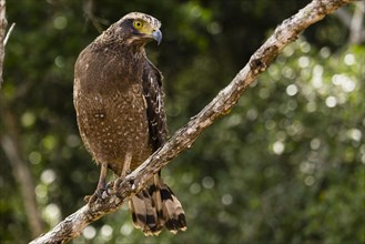 Mountain Hawk-Eagle or Hodgson's Hawk-Eagle (Nisaetus Nipalensis)