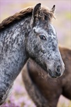 Dartmoor Hill Highland pony