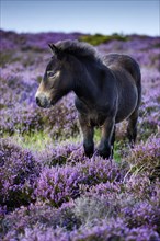 Exmoor Pony