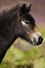 Exmoor Pony