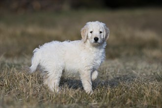 Goldendoodle on the meadow