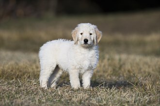 Goldendoodle on the meadow