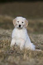 Goldendoodle sitting in the meadow